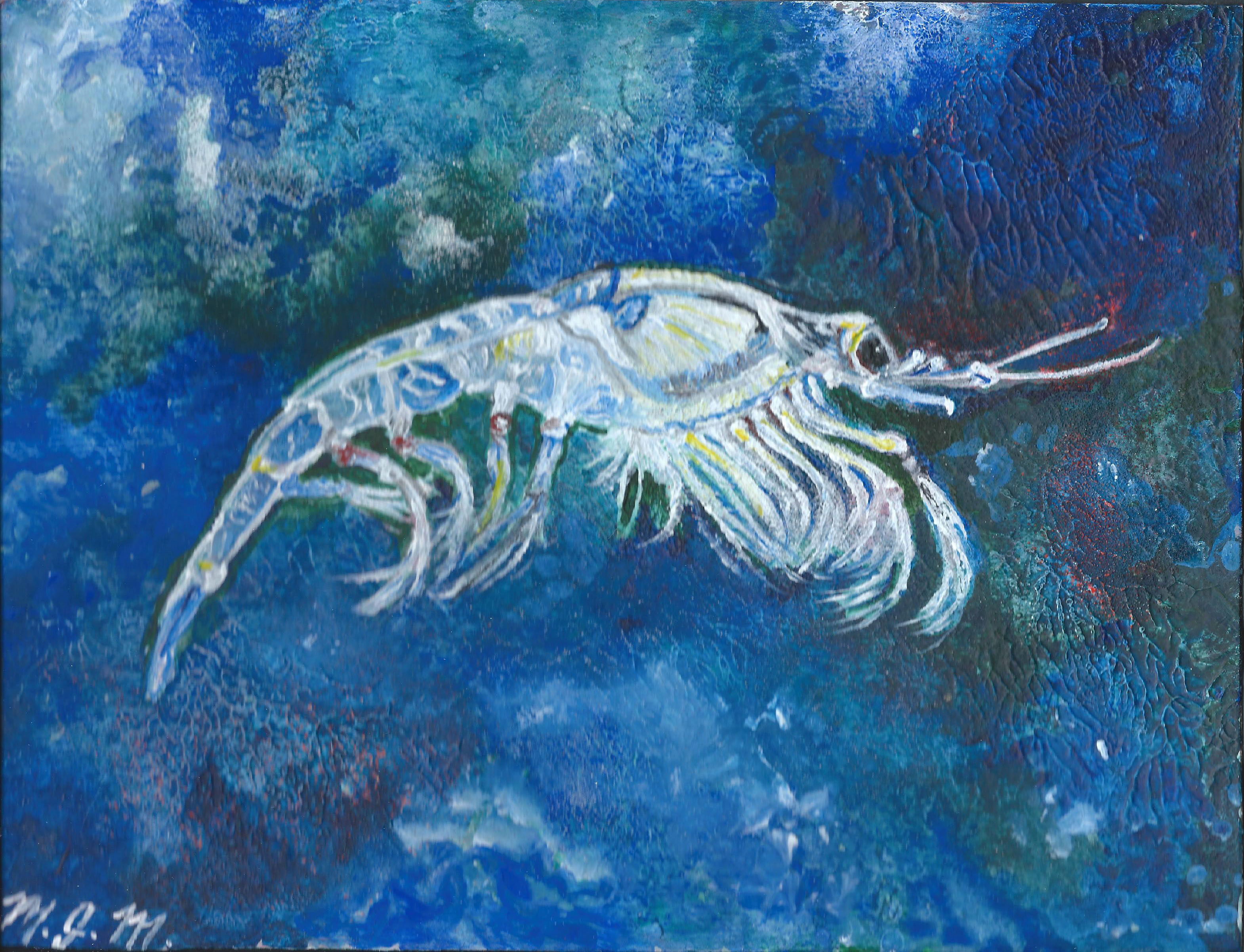 Krill 5-16